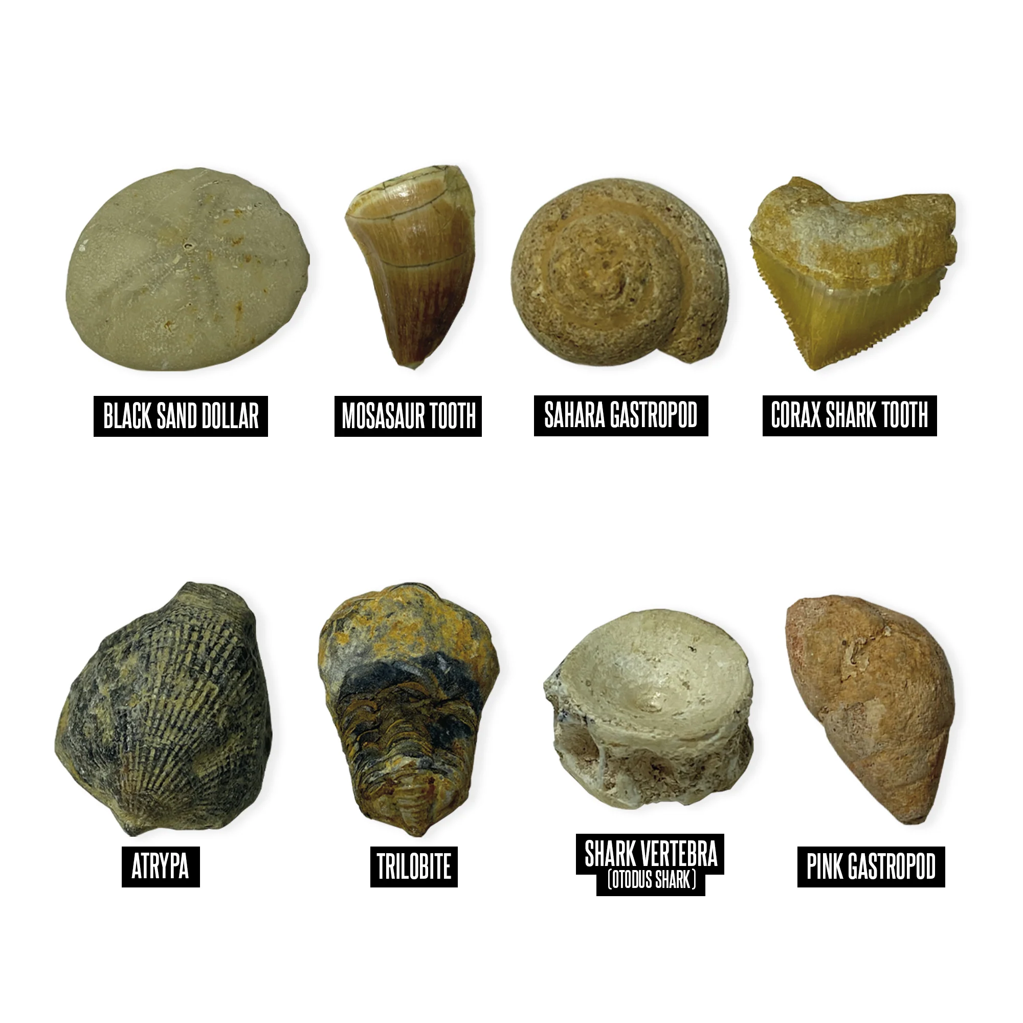 Educational Insights GeoSafari® Jr. Fossil Excavation Kit - Image 3