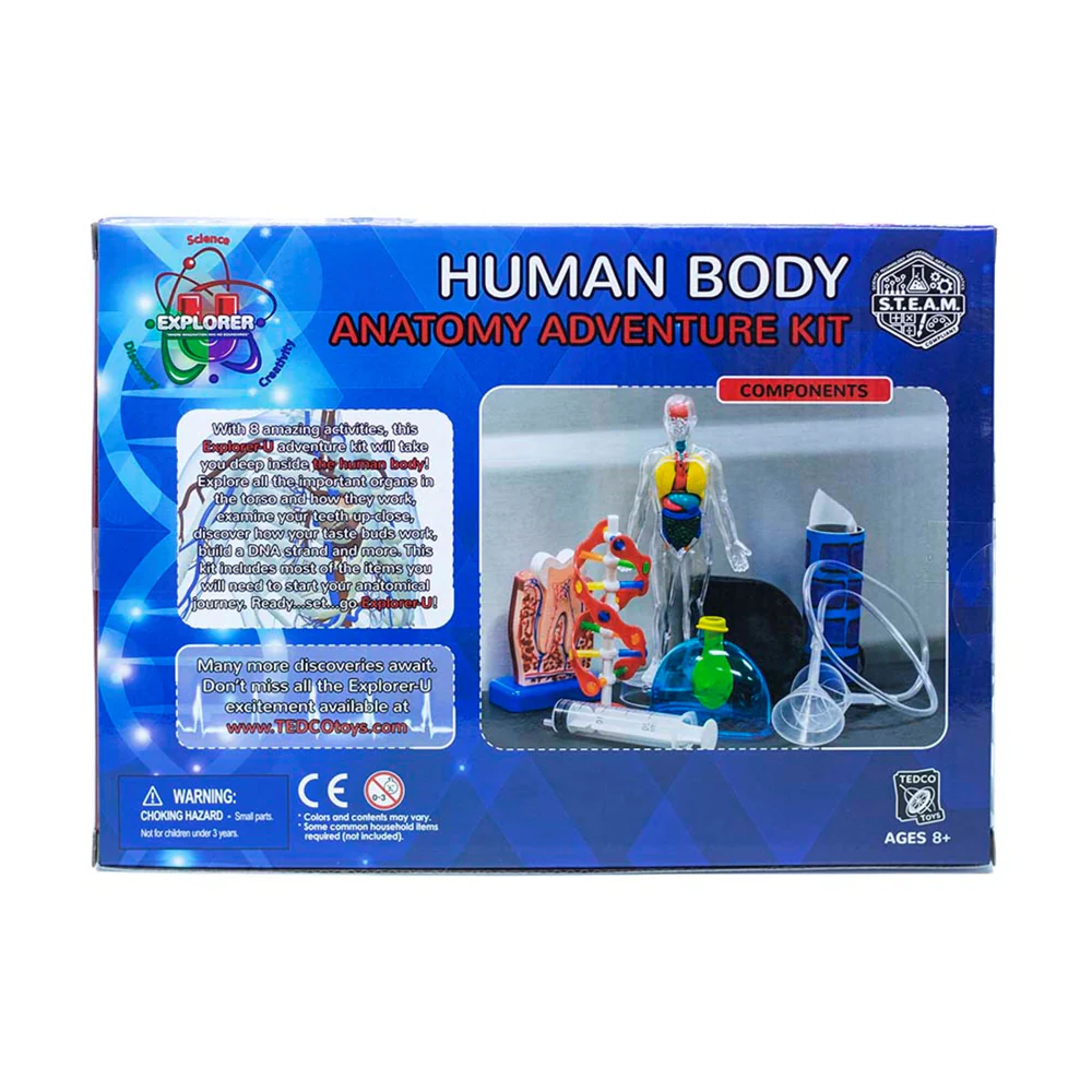 Tedco Toys Explorer-U Human Body Anatomy Exploration Kit - Image 2